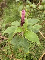 Phytolacca sandwicensis