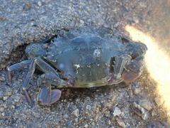 Charybdis japonica