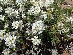 Leptosiphon nuttallii pubescens