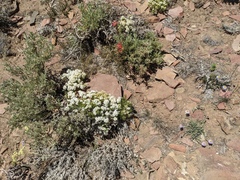 Leptosiphon nuttallii pubescens