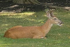Odocoileus virginianus