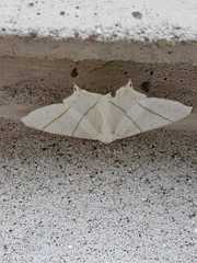 Ourapteryx sambucaria