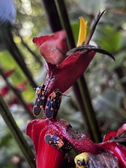 Mahanarva costaricensis