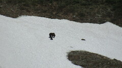 Ursus arctos beringianus