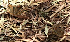 Junonia grisea