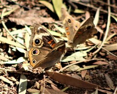 Junonia grisea