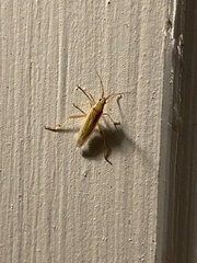 Stenodema trispinosum