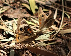 Junonia grisea