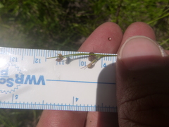 Rhynchospora globularis