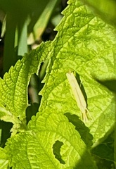 Agriphila straminella