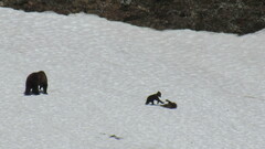 Ursus arctos beringianus