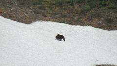 Ursus arctos beringianus