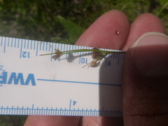 Rhynchospora globularis