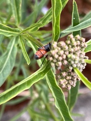 Lygaeus reclivatus