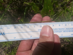 Rhynchospora globularis