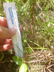 Rhynchospora globularis