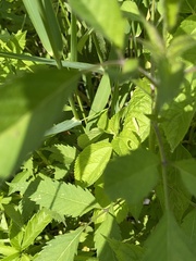 Agriphila straminella