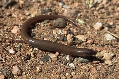 Glaphyromorphus punctulatus