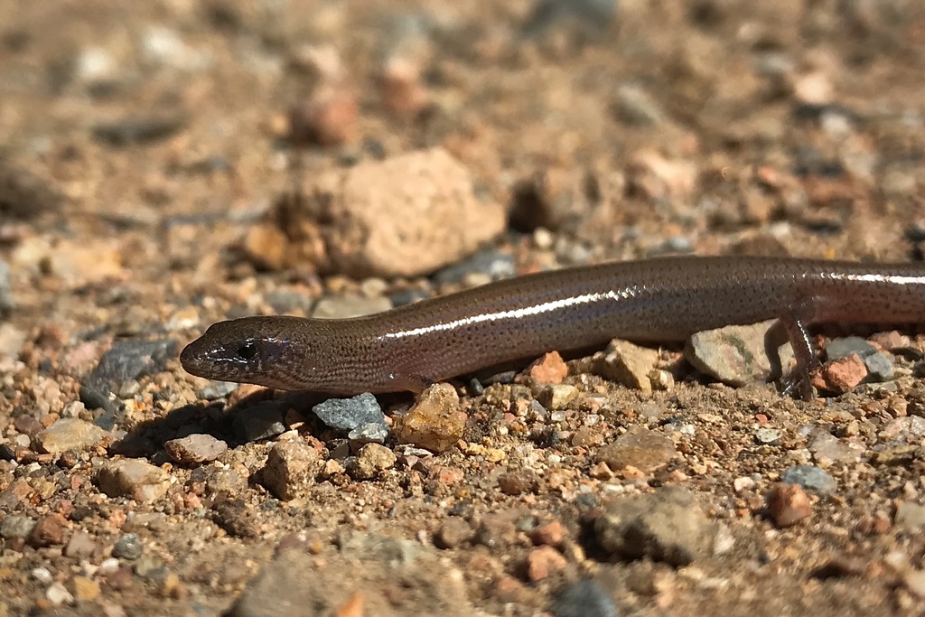 Fine-Spotted Mulch-Skink