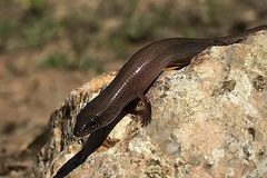 Glaphyromorphus punctulatus