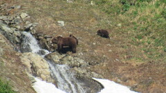 Ursus arctos beringianus