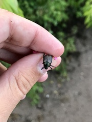 Strigoderma arbicola