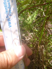 Rhynchospora globularis