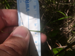 Rhynchospora globularis