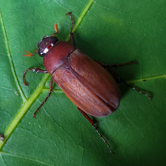 Phyllophaga quercus