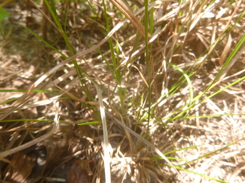 Image of Rhynchospora globularis by no rights reserved