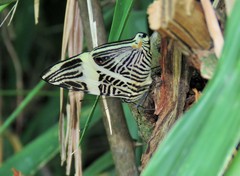 Colobura dirce