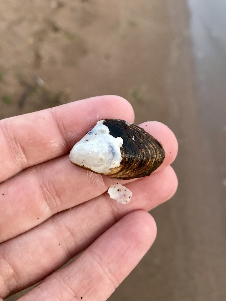 Quagga Mussel from Minnesota Ave, Duluth, MN, US on July 12, 2022 at 08