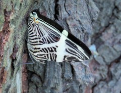 Colobura dirce