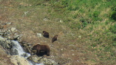 Ursus arctos beringianus