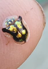 Deloyala guttata