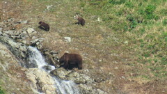 Ursus arctos beringianus