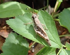 Melanoplus fasciatus