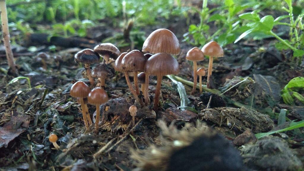 Deconica coprophila