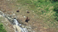 Ursus arctos beringianus