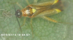 Campyloneura virgula