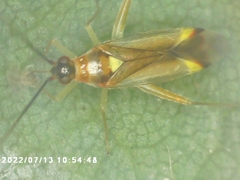Campyloneura virgula
