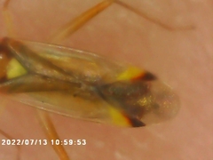 Campyloneura virgula