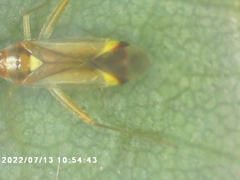 Campyloneura virgula