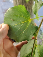 Campyloneura virgula