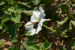 Xylocopa frontalis
