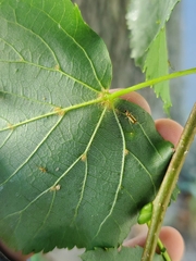 Campyloneura virgula