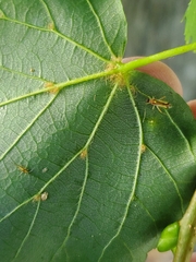 Campyloneura virgula