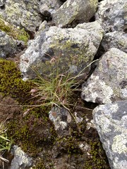 Luzula spicata