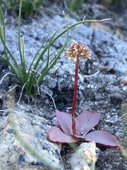 Micranthes aprica