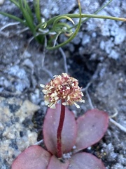 Micranthes aprica